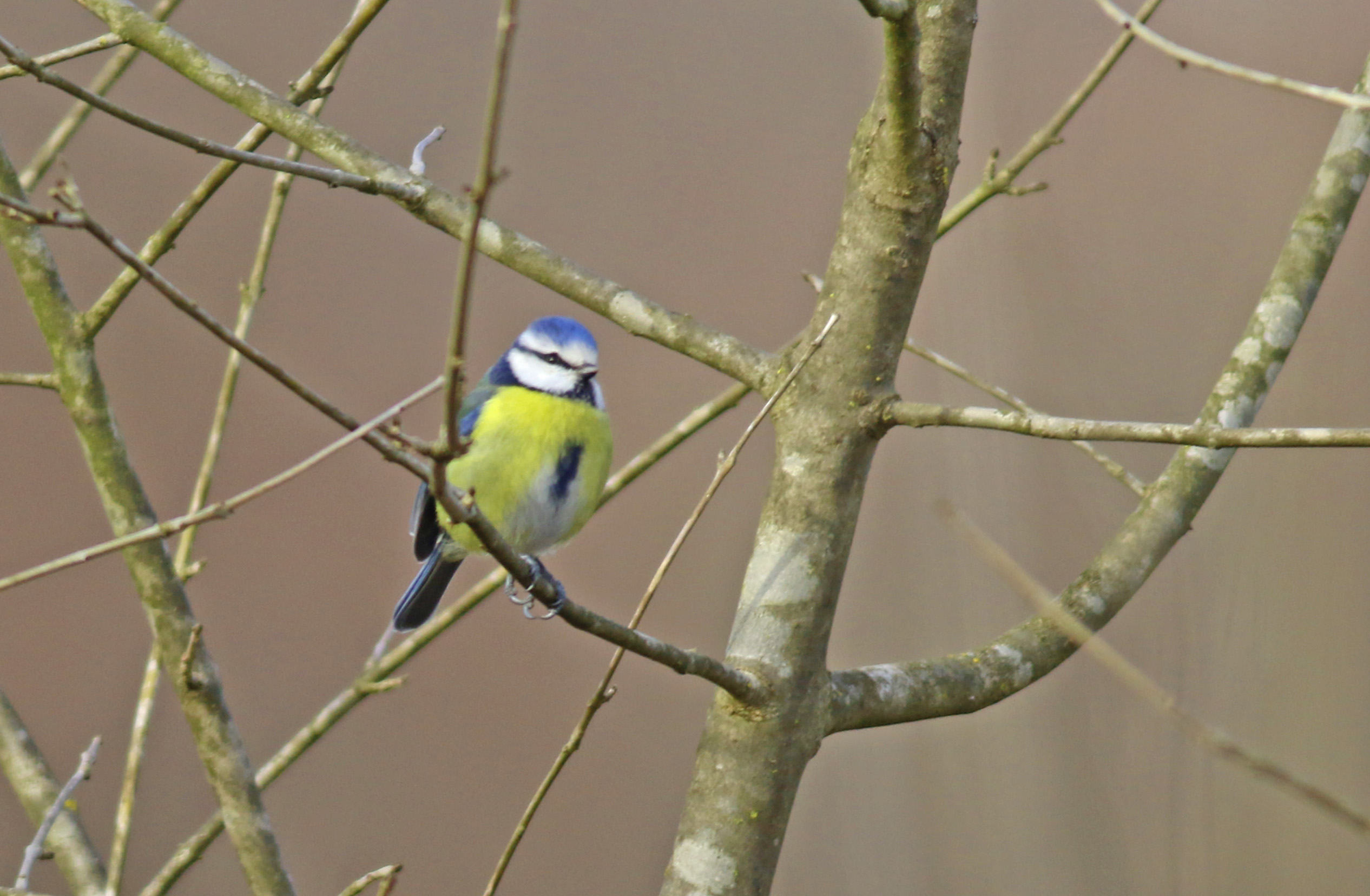 Eurasian Blue Tit